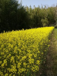 333F6225-8F84-409D-B6C7-50DD02B0D820